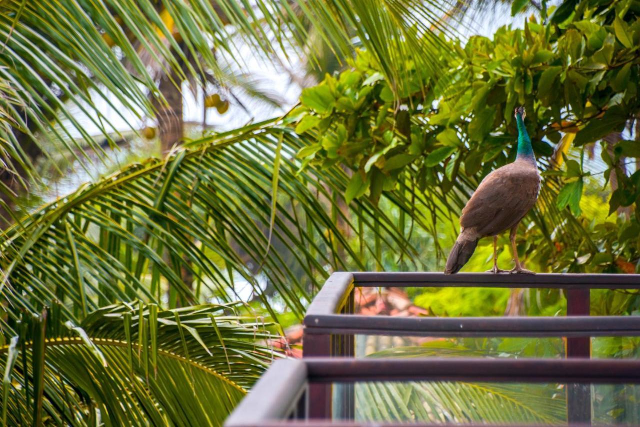 Ara Beach Resort Mirissa Buitenkant foto